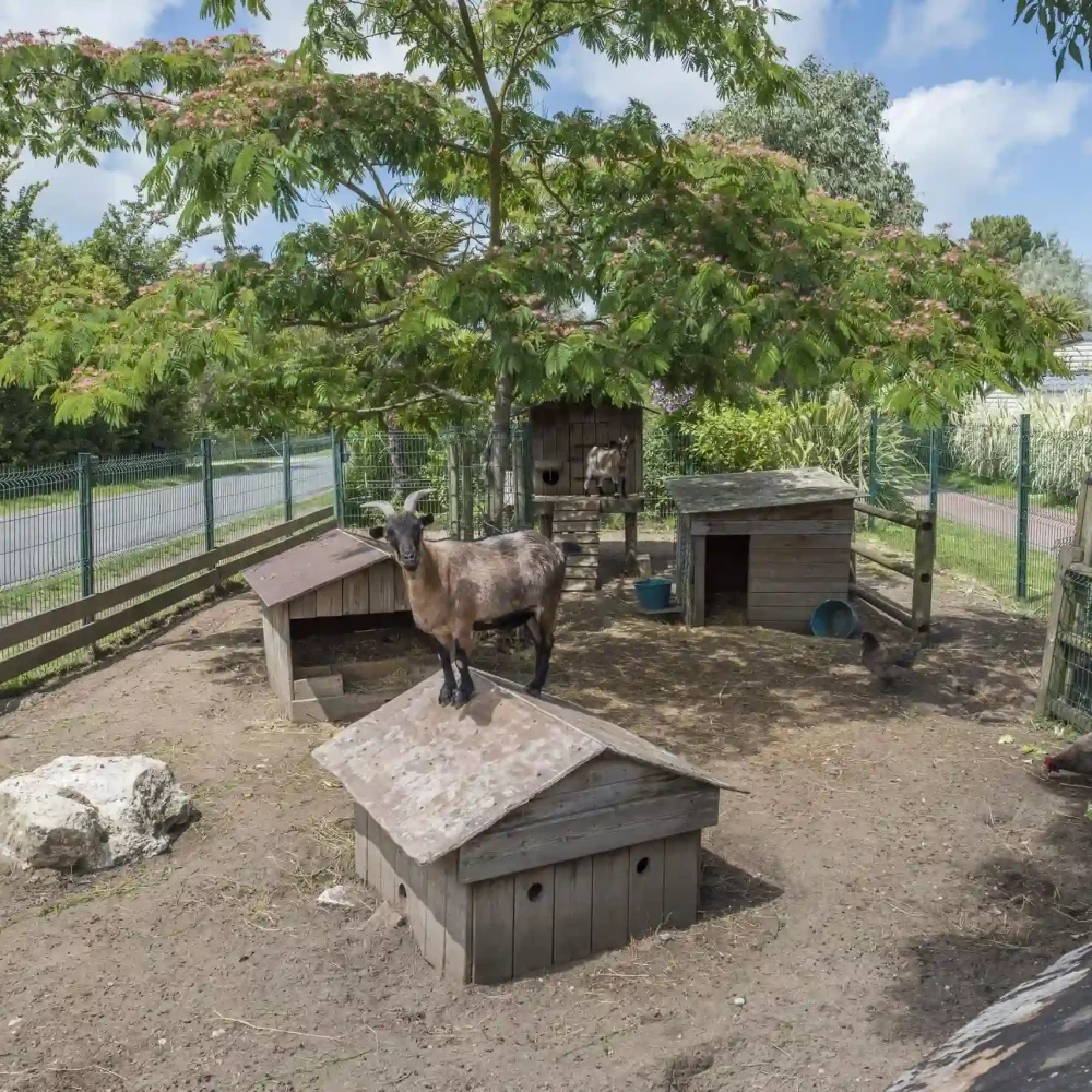 Camping avec mini-ferme en Charente-Maritime.