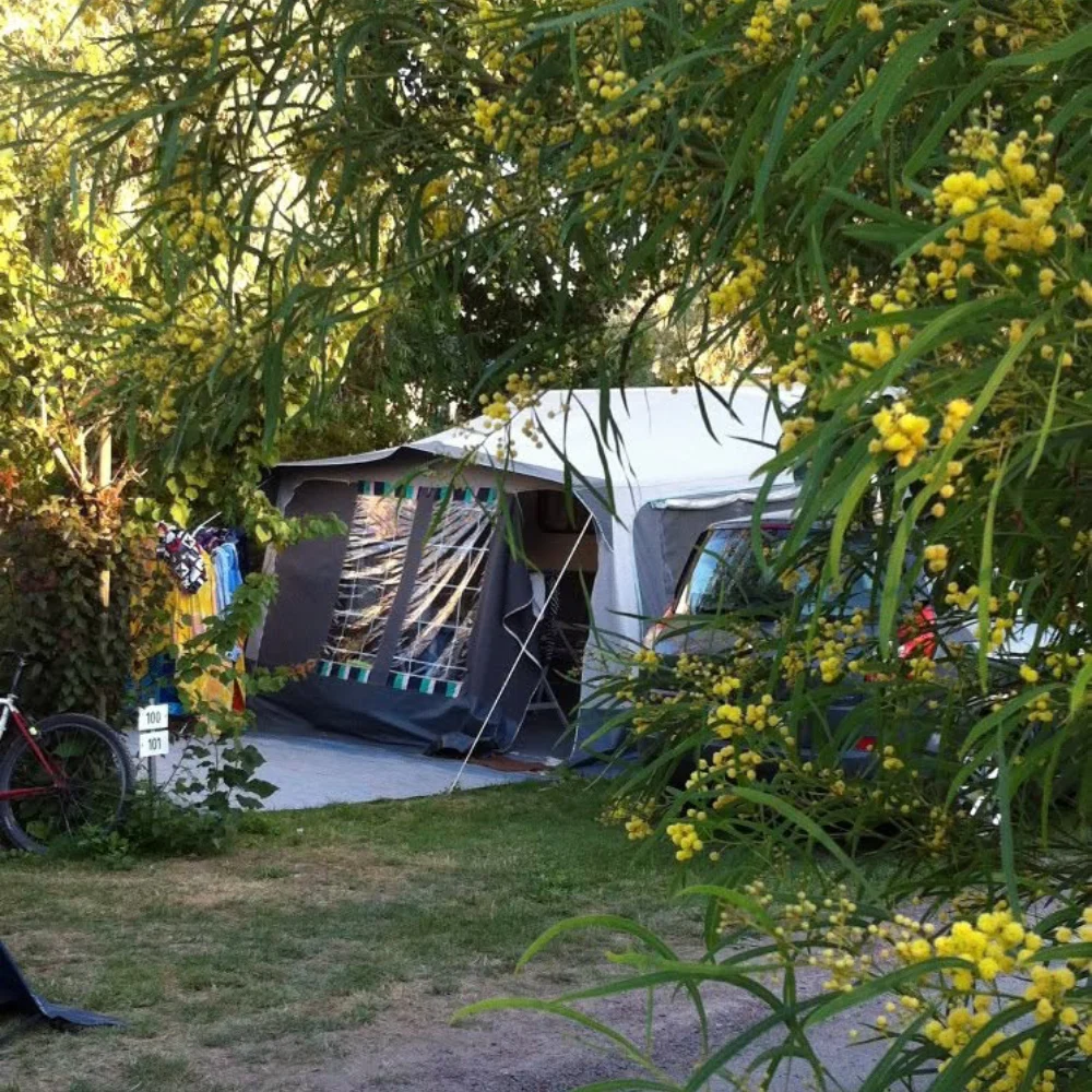 tente installée dans la végétation sur un emplacement herbeux du camping Antioche d'Oléron